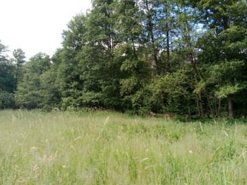 Dzień Łąki na Polu Nieborowskim z Fundacją „Kwietna” , 
